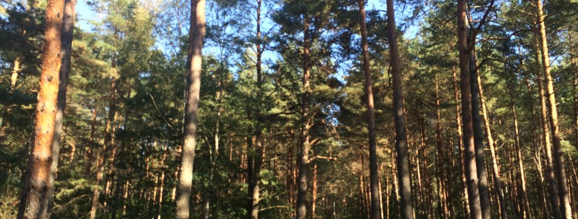 The forest at Panarei